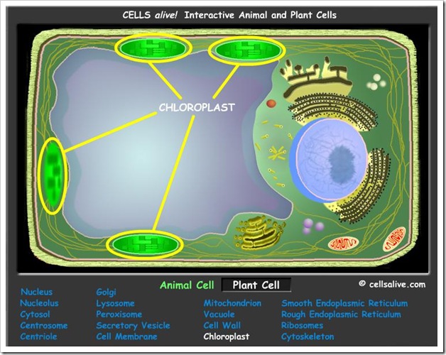 Cellule vegetali e animali, modelli animati