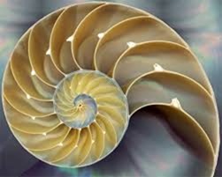 nautilus fibonacci