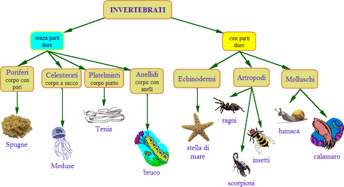 Domande sugli invertebrati