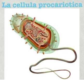 Cellule procariote ed eucariote