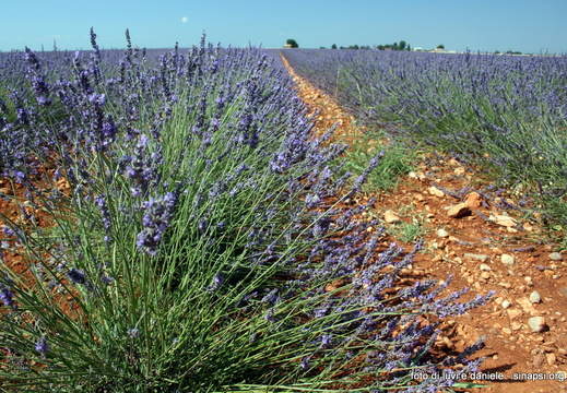 Lavanda2009 15