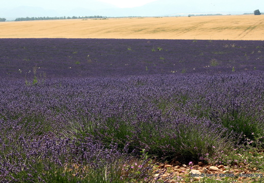Lavanda2009 17