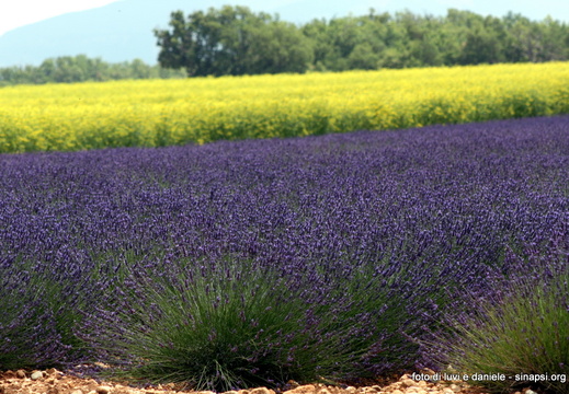 Lavanda2009 27