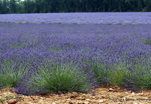 Lavanda2009 29