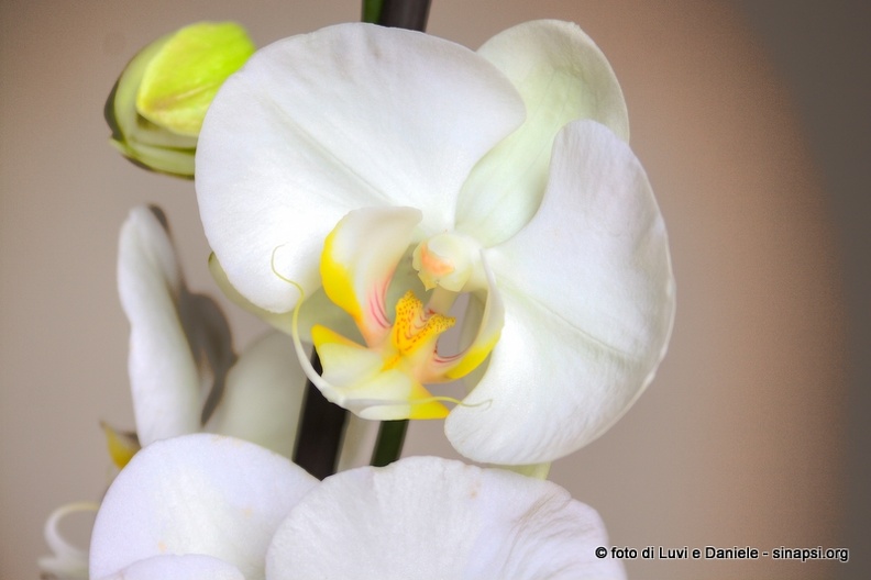 orchidea_bianca.jpg