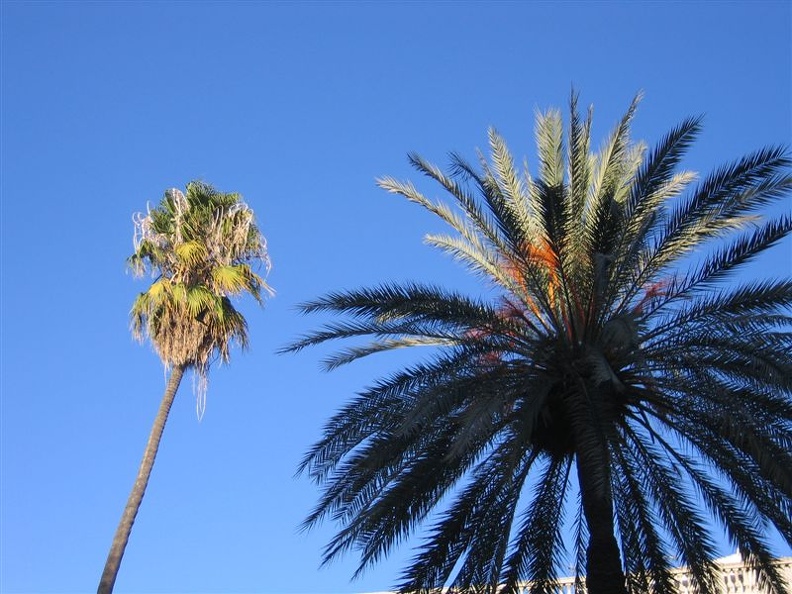 palme-barcellona.jpg