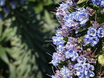 Api Primavera 2017 (2) (20015 visits) Api Primavera 2017 (2)