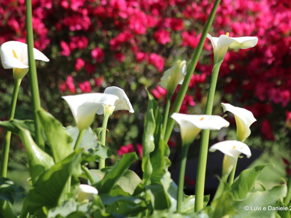 Euroflora2018 (12) (2592 visits) Euroflora2018 (12)