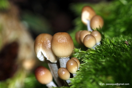Micro funghi