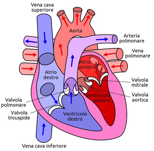 Animazione del ciclo cardiaco